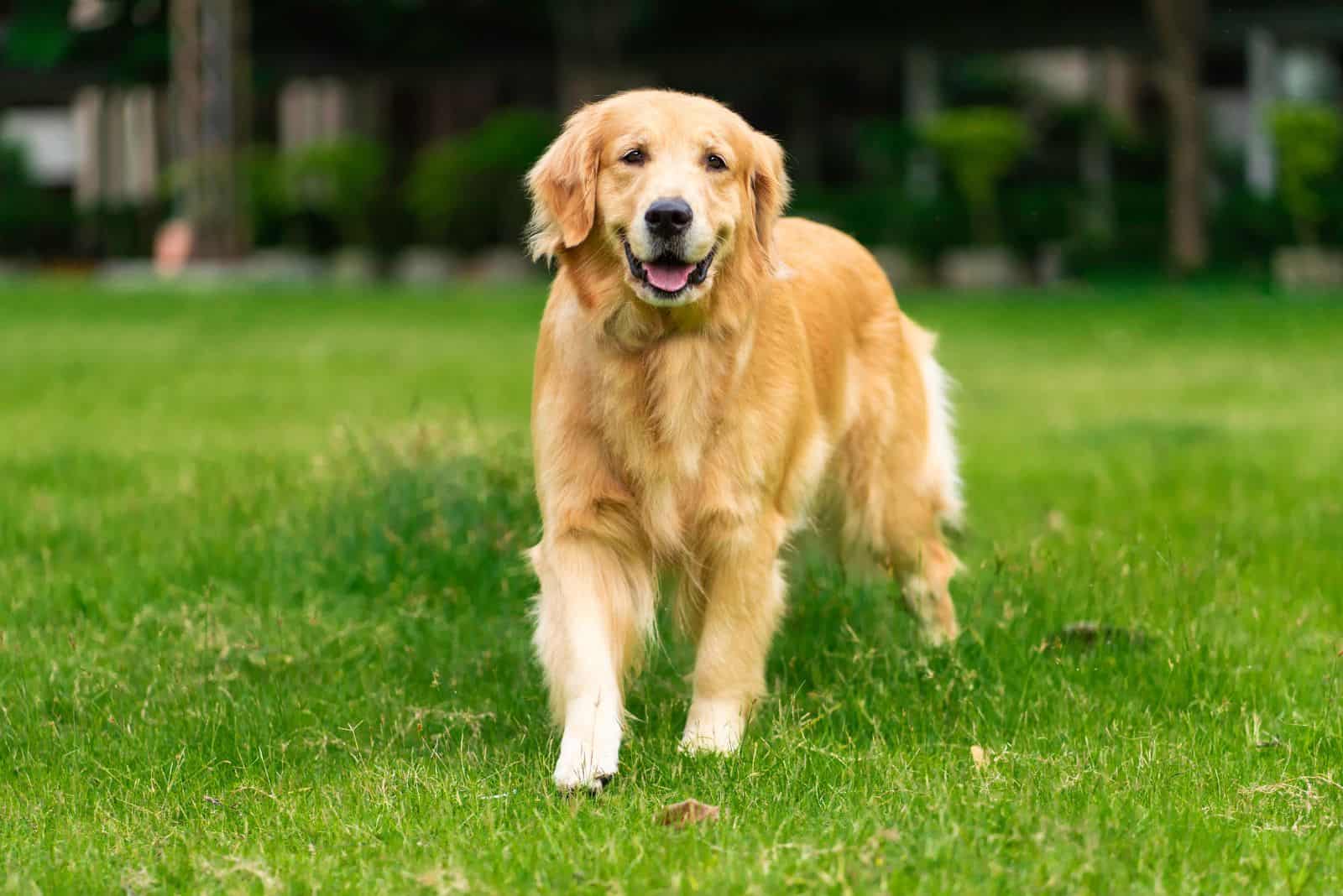 a golden retriever walks in a field