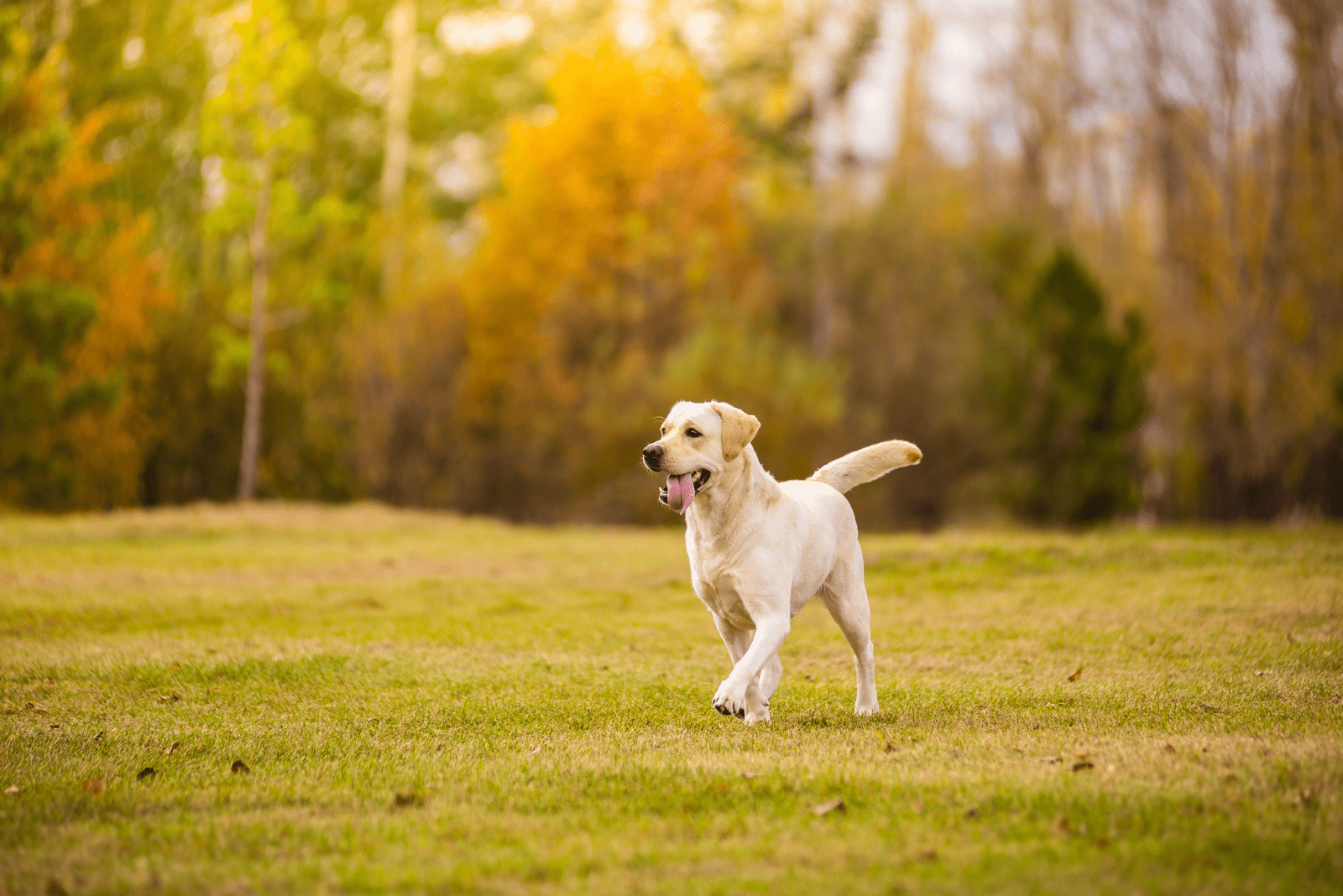 a labrador runs across the field 