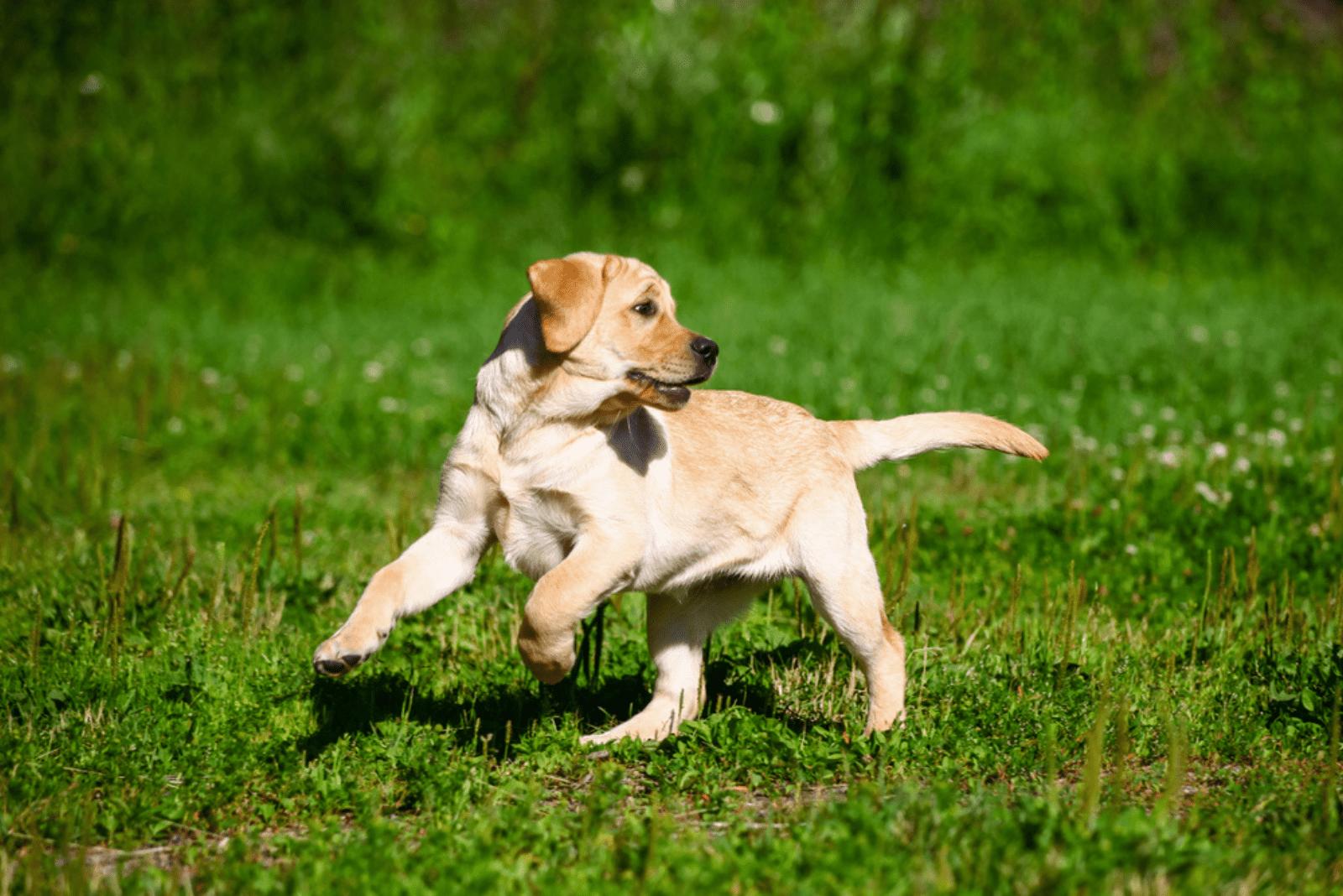 a labrador runs across the field