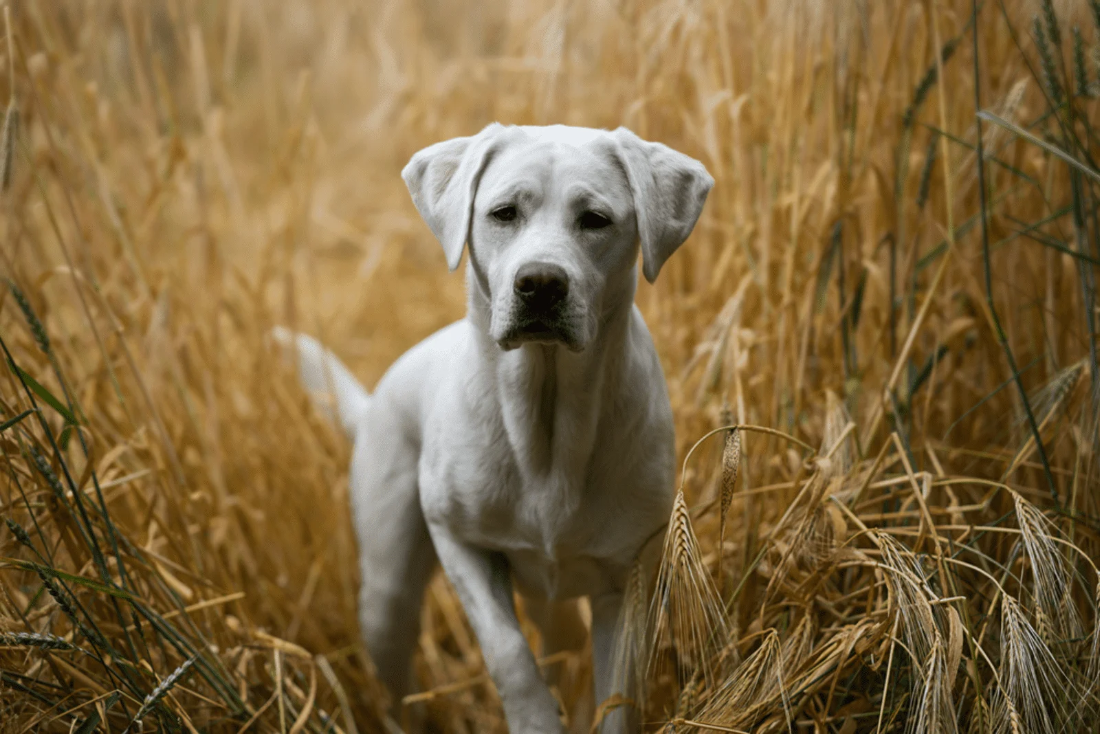a labrador stands in a field of grain