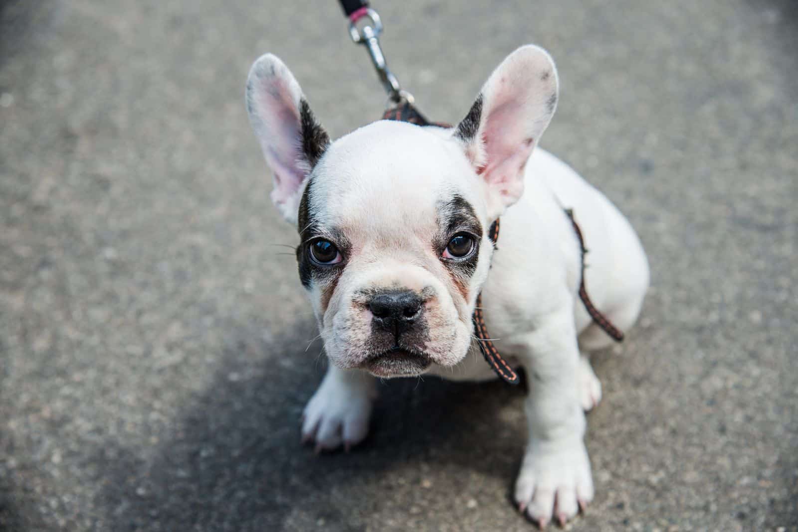 a sad dog is sitting on the pavement