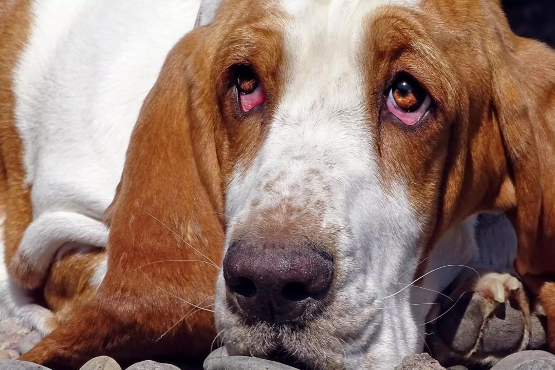 7 EyeOpening Explanations For Why Are My Dog’s Eyes Red?