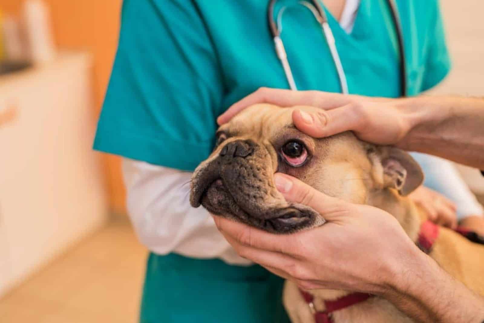 a veterinarian examines a dog's eye