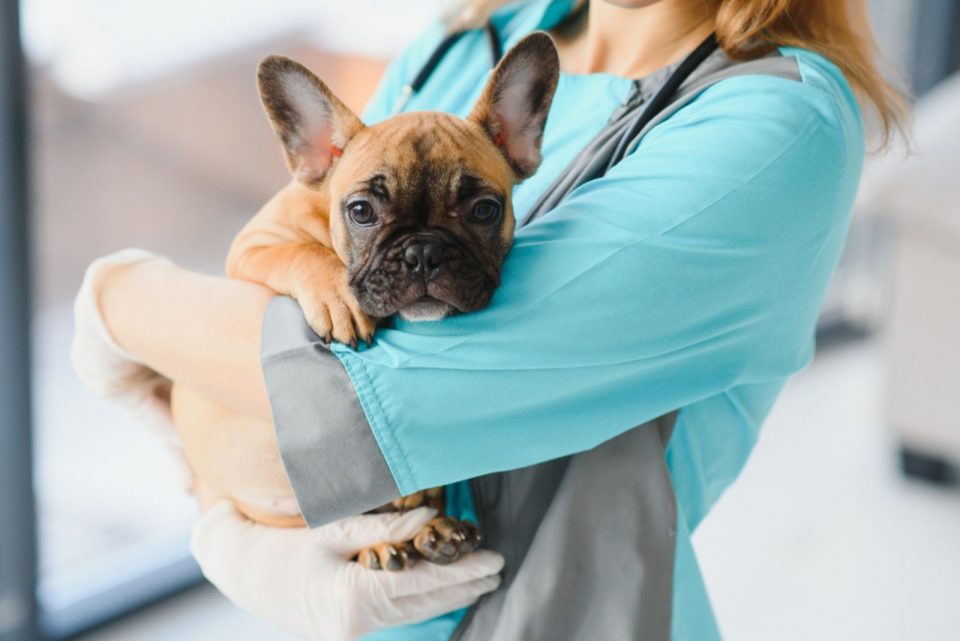 Is It Just A Mole What To Know About Black Spots On Dog Belly - ukqi3kx