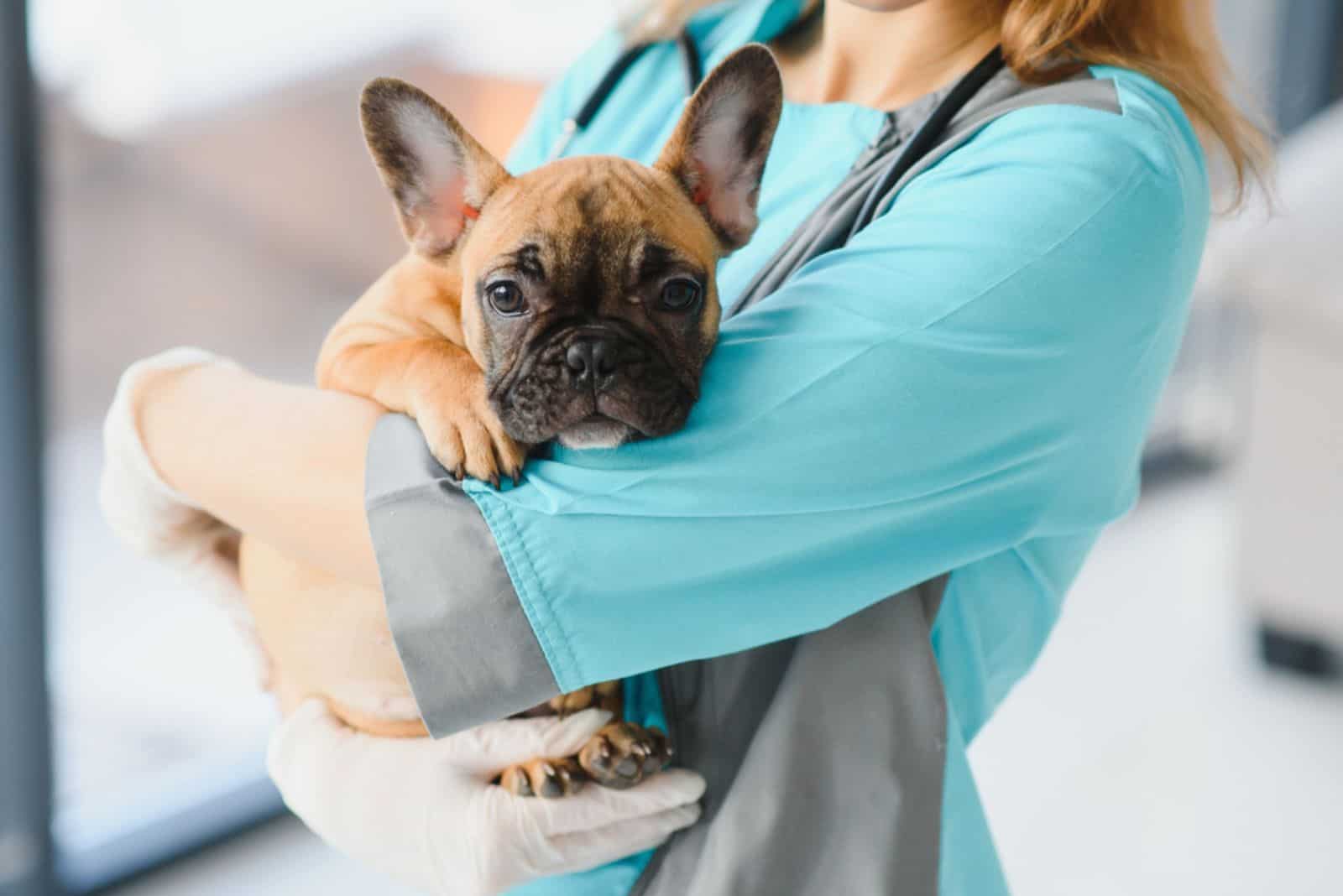 a veterinarian holds french bulldog
