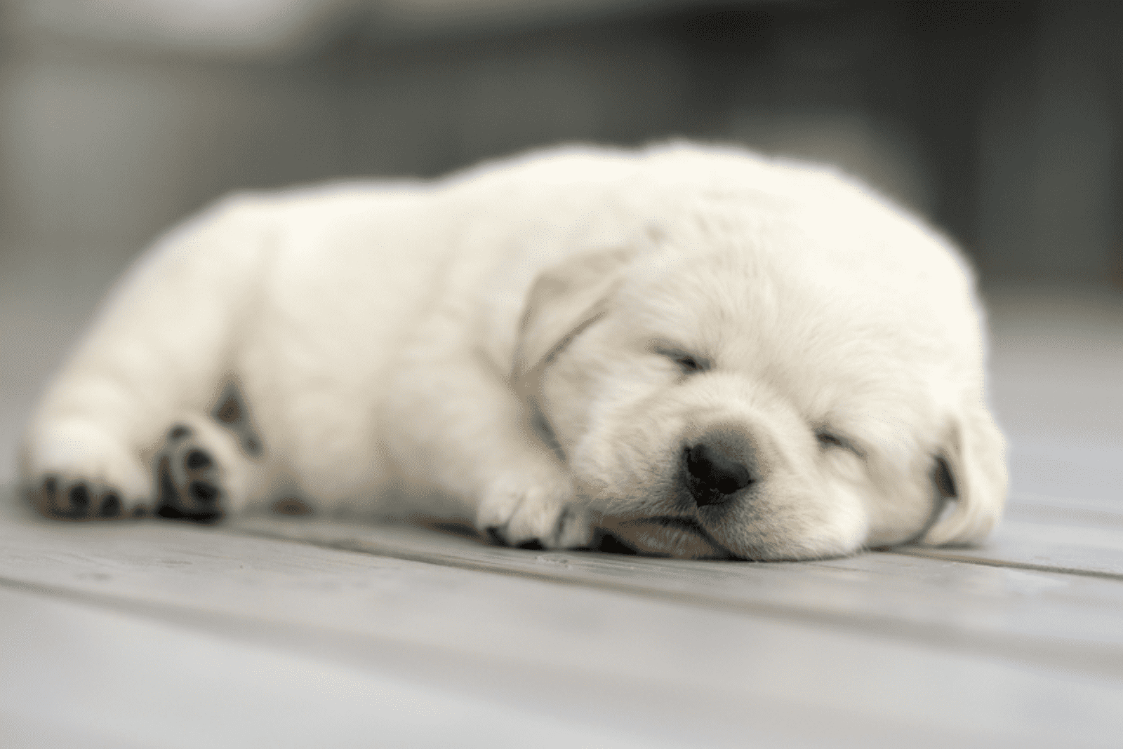 a white Labrador sleeps on the floor