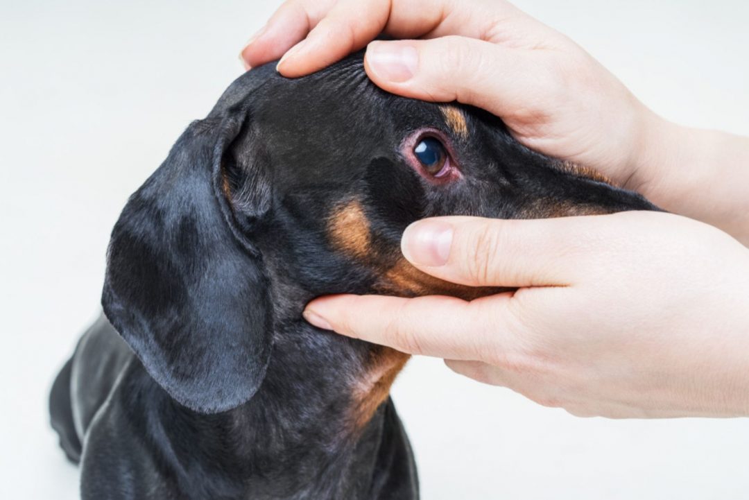 7 EyeOpening Explanations For Why Are My Dog’s Eyes Red?
