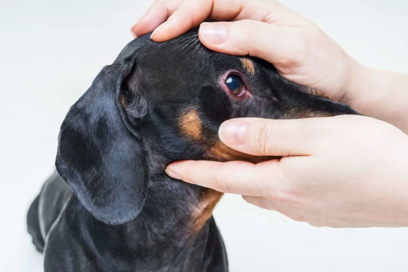 a woman examines a dog's eye