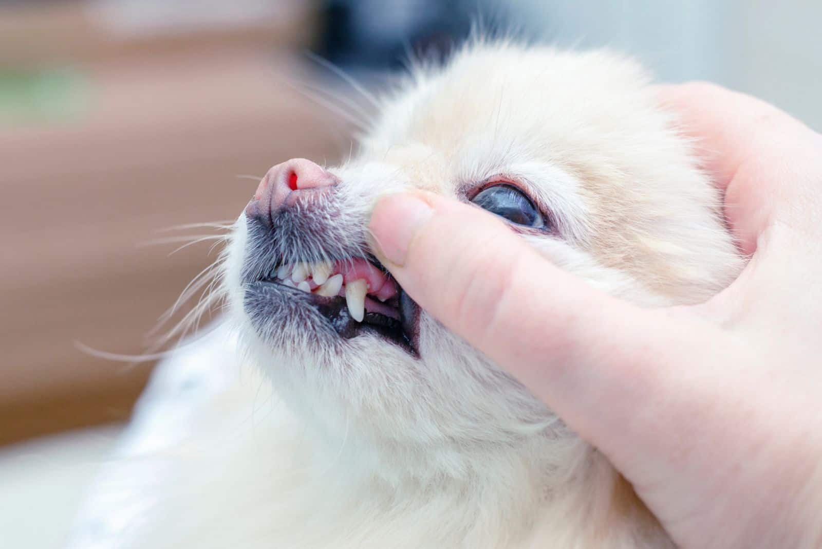 a woman examines her dog's gums