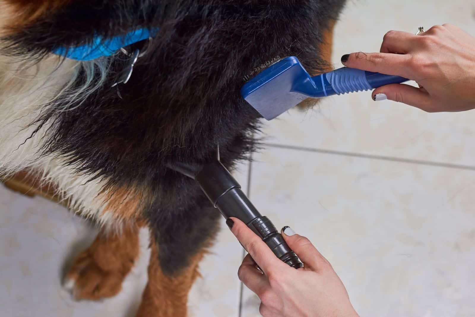 a woman grooms a Bernese Mountain Dog