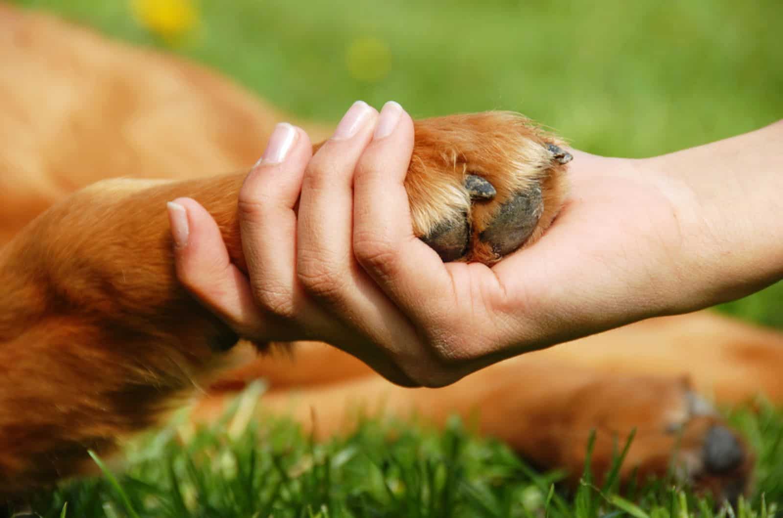 a woman holding a dogs paw on the lawn