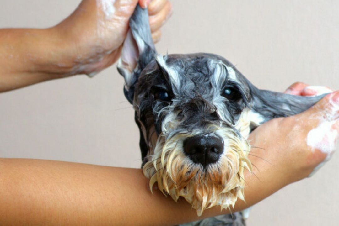 Baby Powder On Dogs Can We Use It And For Which Purposes?