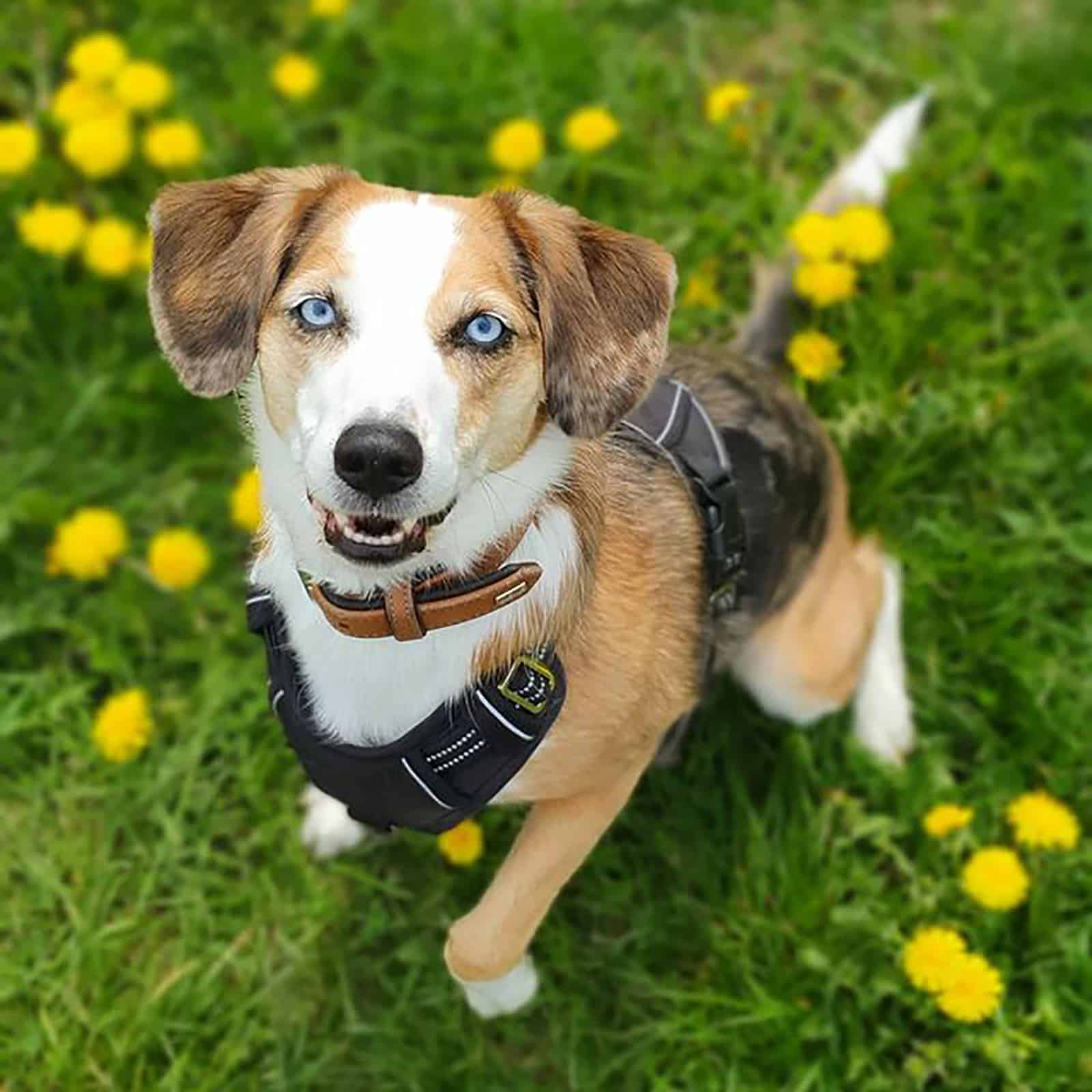 adorable australian shepherd beagle sitting on dandelion field