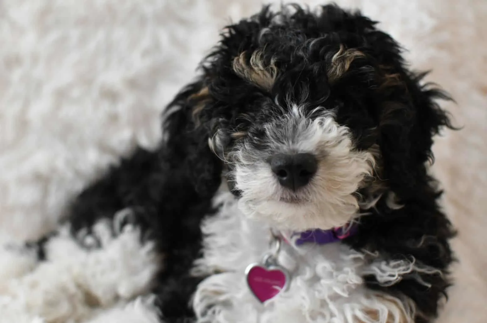 adorable bernedoodle puppy lying on the carpet