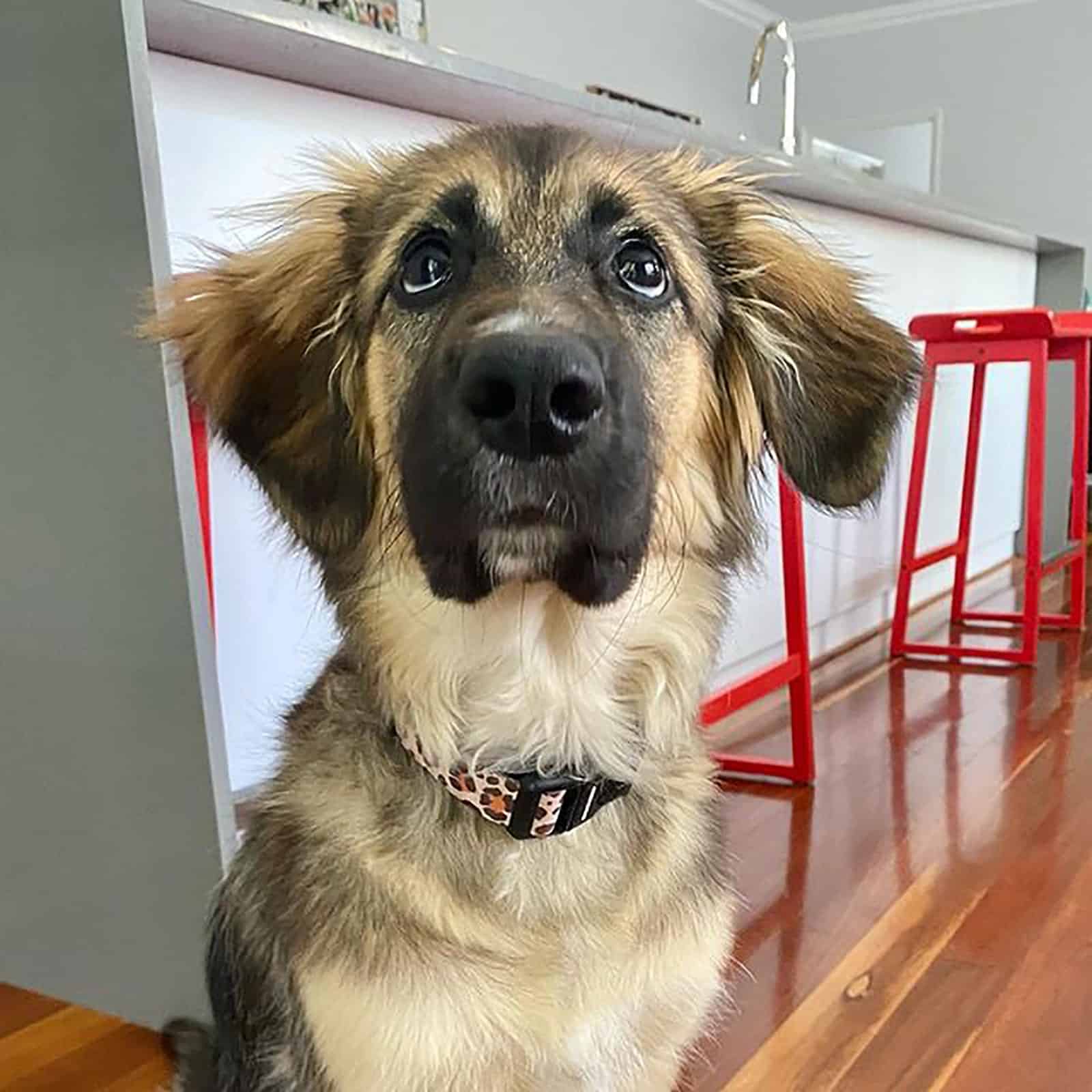 adorable border collie golden retriever dog in the kitchen