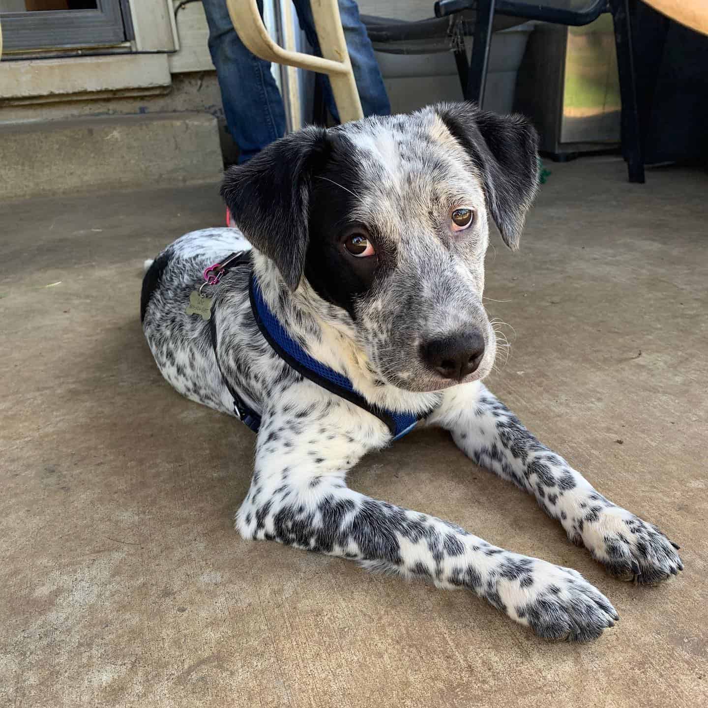 adorable catahoula blue heeler mix dog