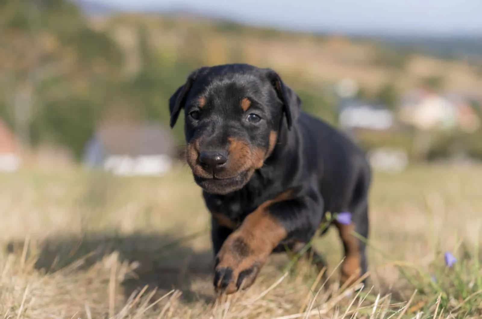 adorable doberman puppy on a meadow