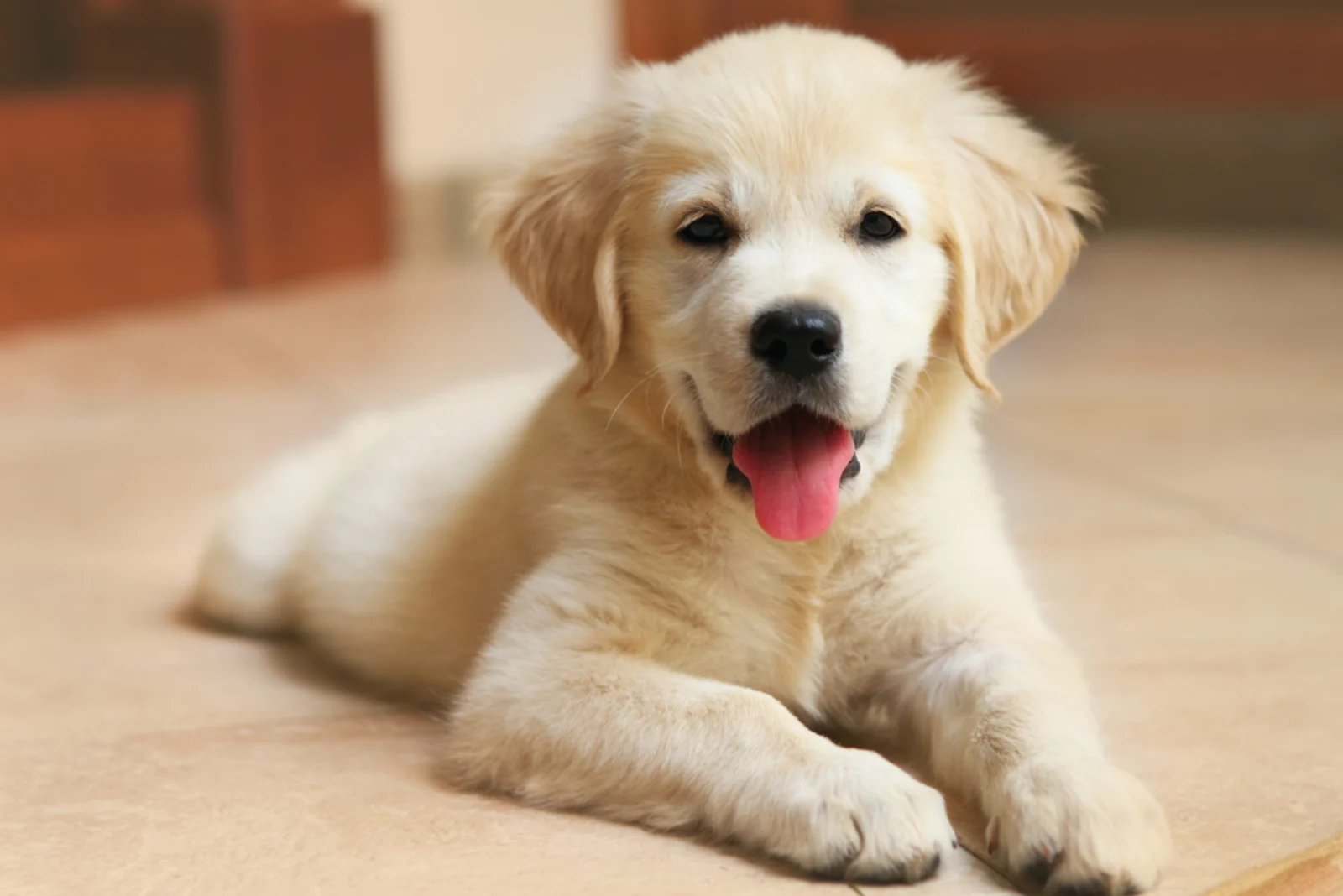 adorable labrador is lying down and resting