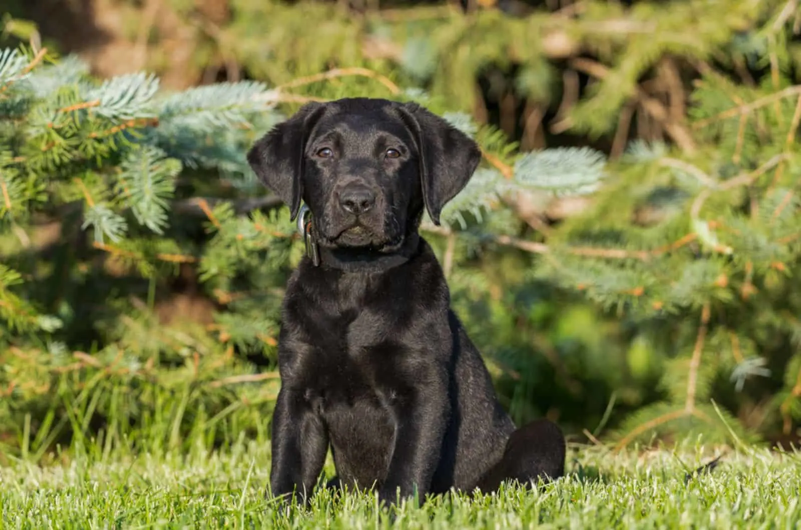 adorable labrador puppy sitting in the park