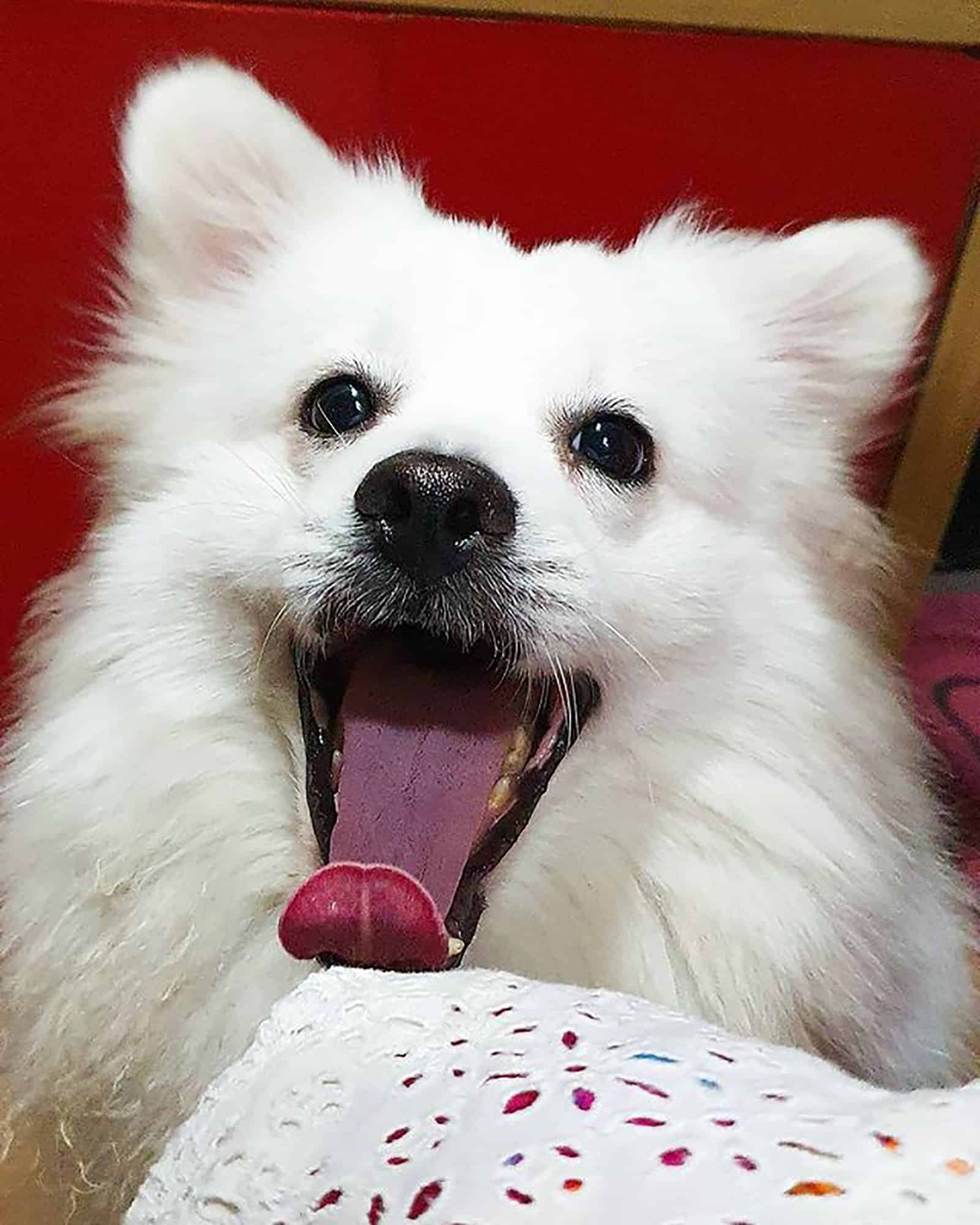 adorable samoyed pomeranian mix looking into camera