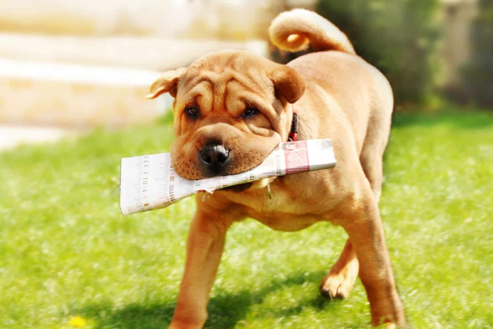 adorable shar pei dog carrying newspaper