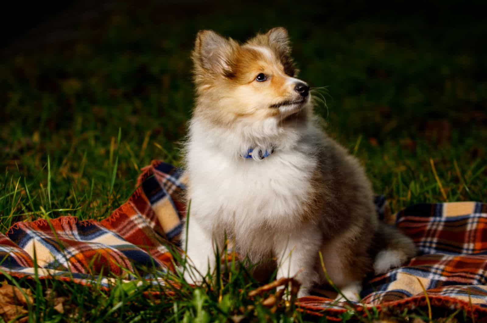 adorable shetland sheepdog puppy sitting on the blanket