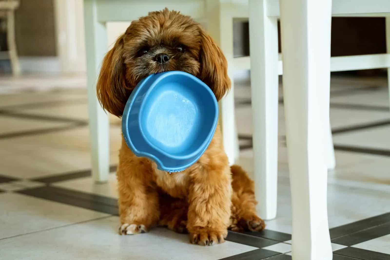 adorable shih tzu holding a bowl for food in mouth