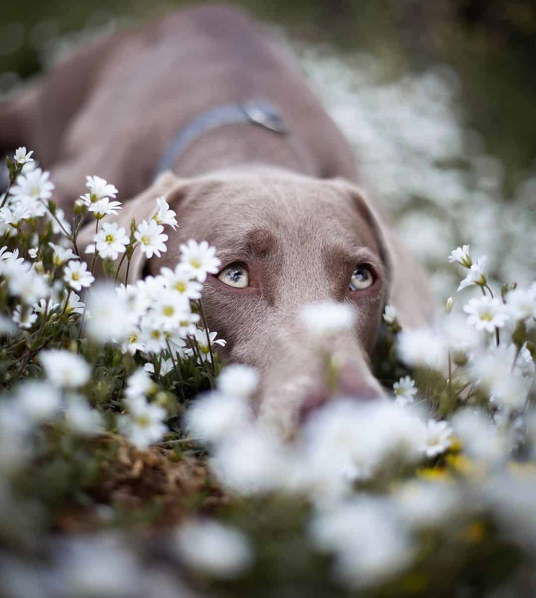 adorable weimaraner lying among daisy flowers