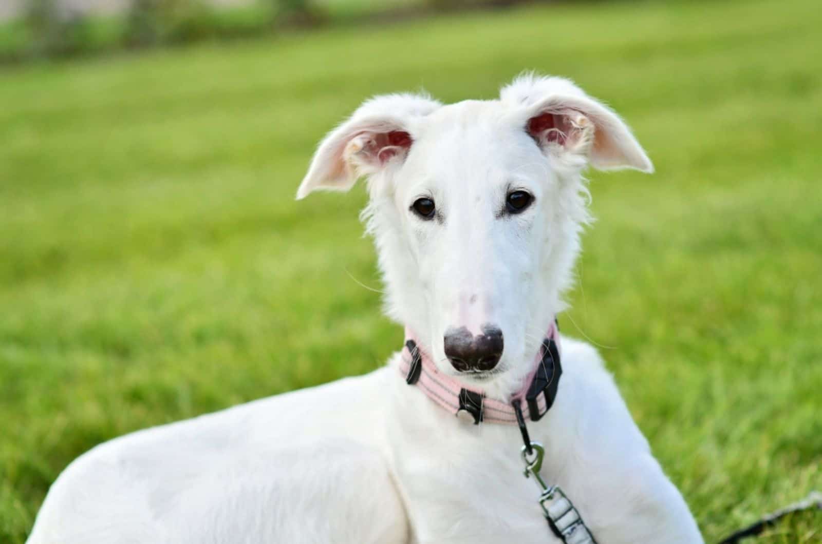 adorable white borzoi puppy in the park