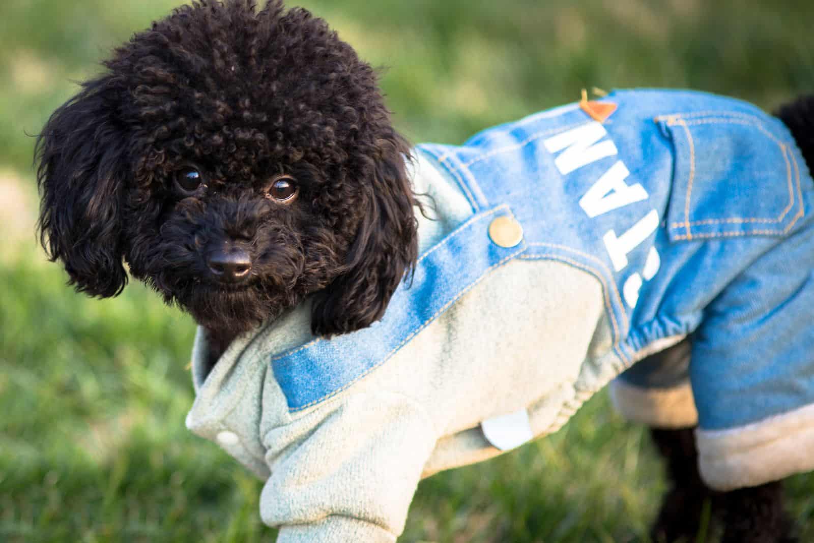 adorable whoodle dog in the clothes
