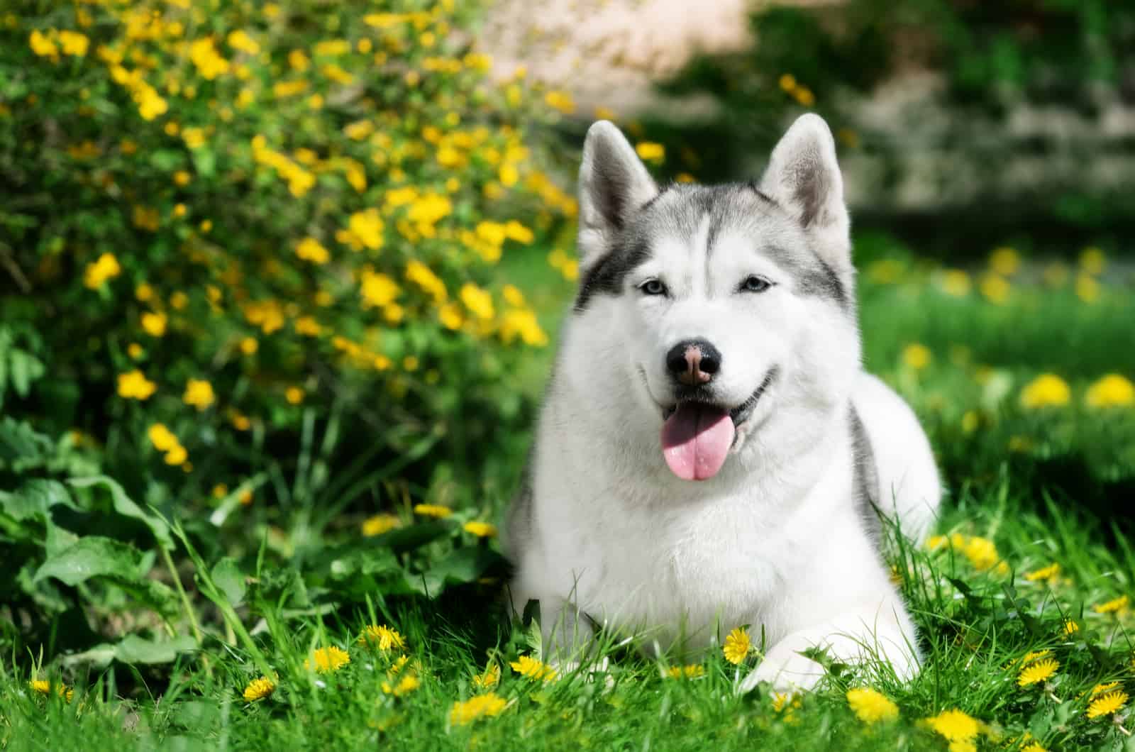 adult husky in grass next to a bush