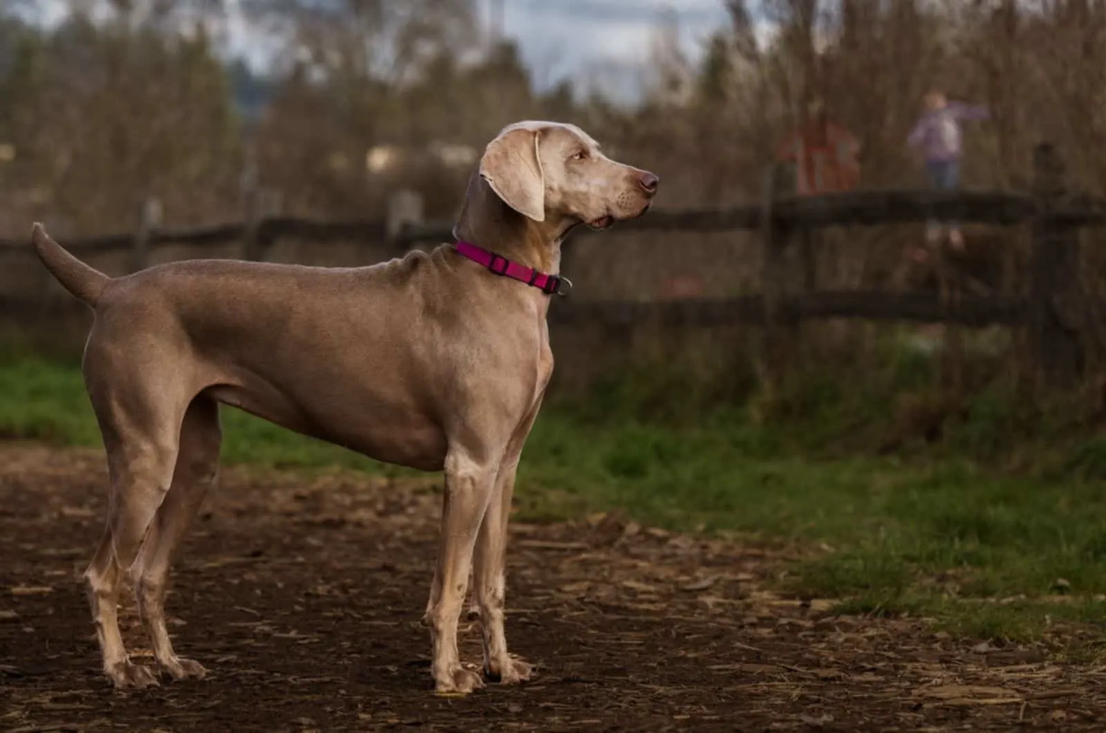 adult weimaraner dog standing on open field