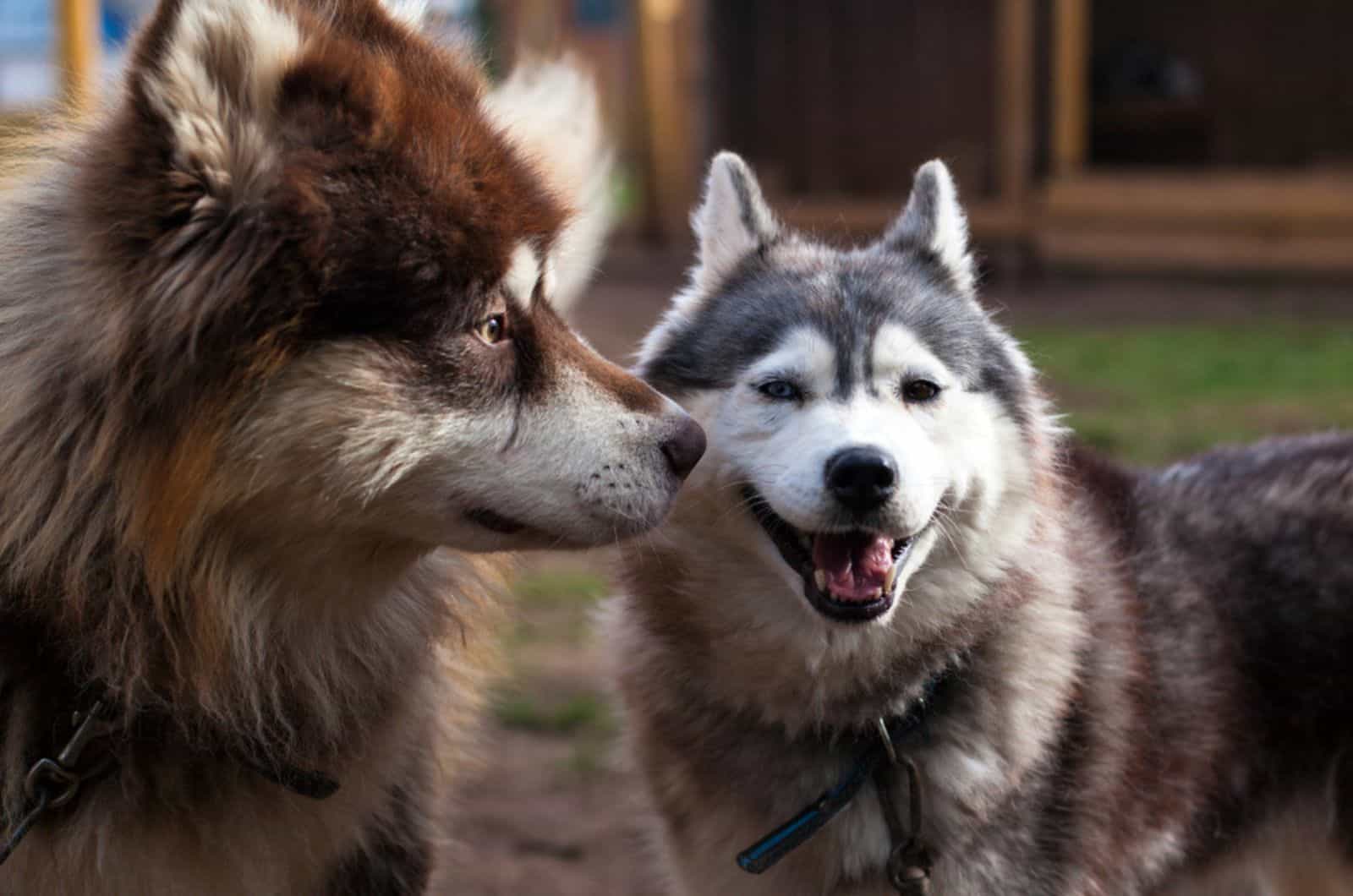 alaskan malamute and husky standing together outdoors