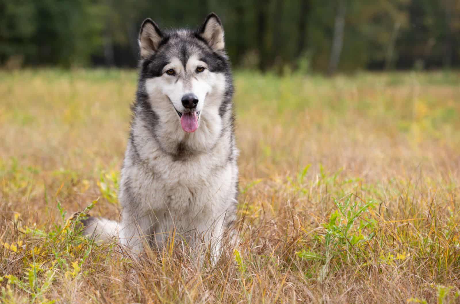 alaskan malamute sitting in the field