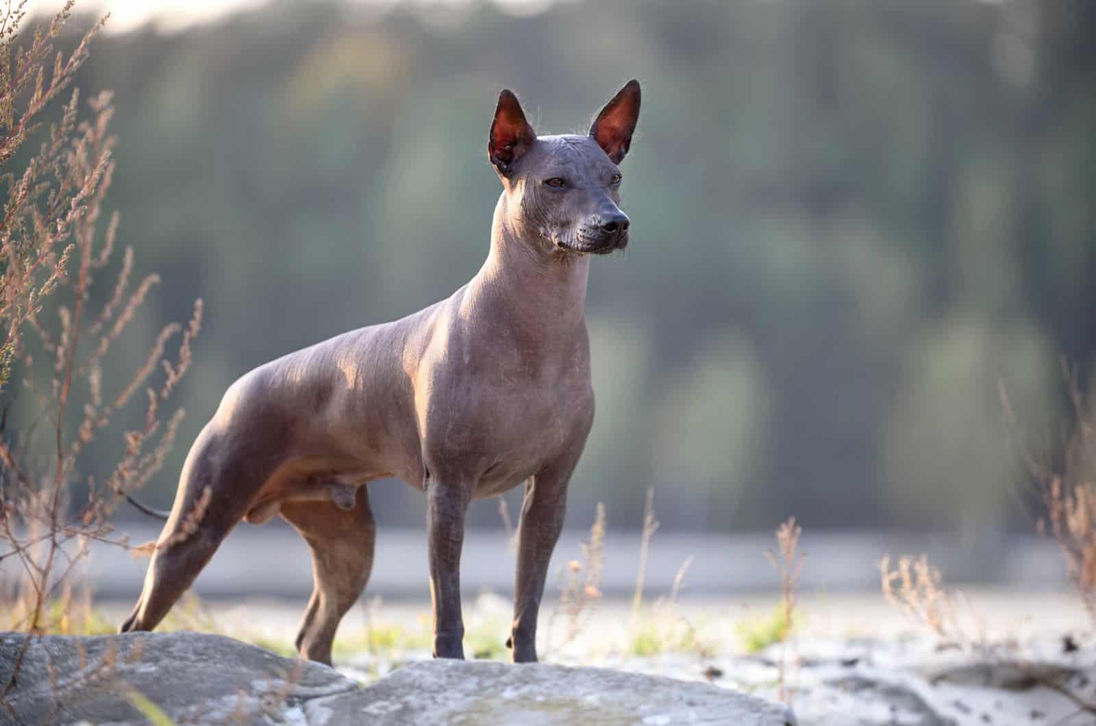 alert dog noticed something odd