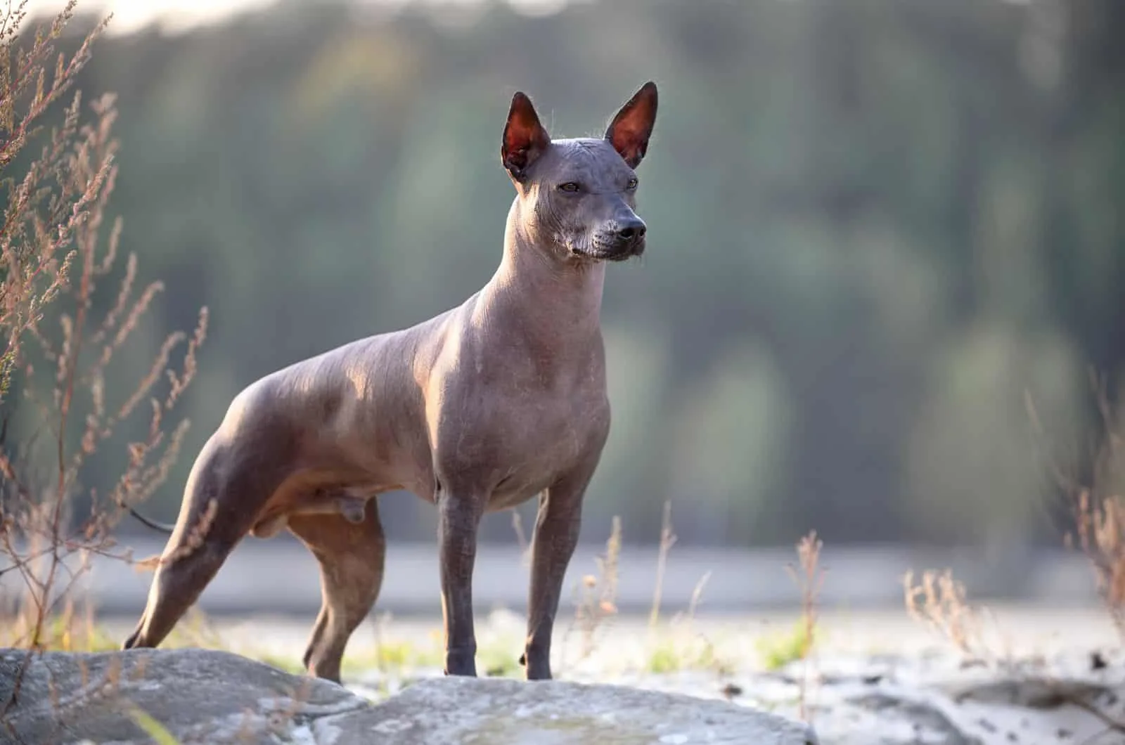 Why does my dog purr? alert dog noticed something odd