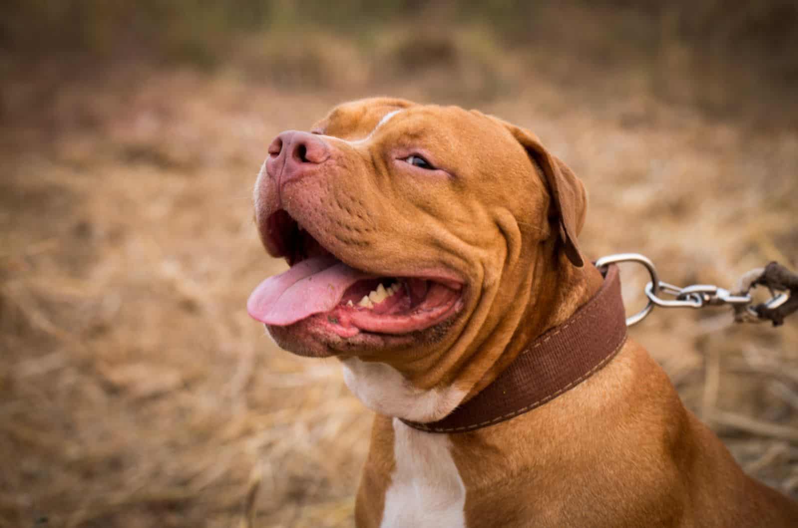 american pit bull terrier on a lesh