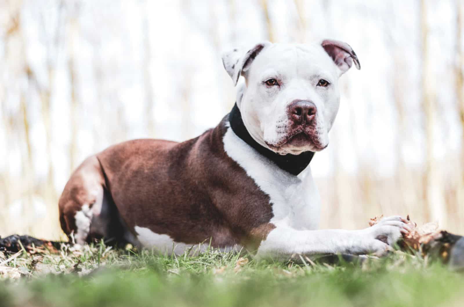 american pitbull lying on the grass