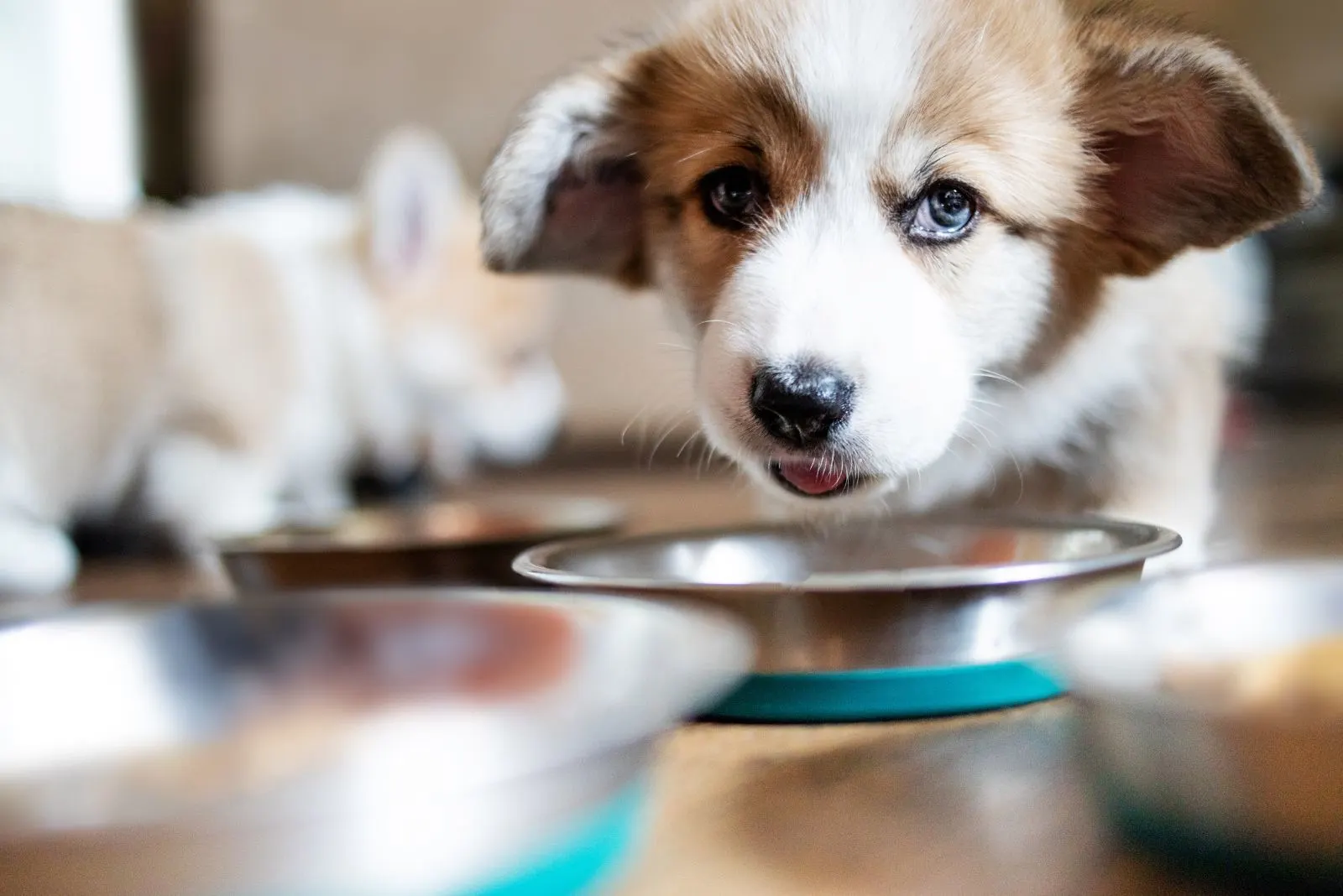 an adorable dog eats from a bowl