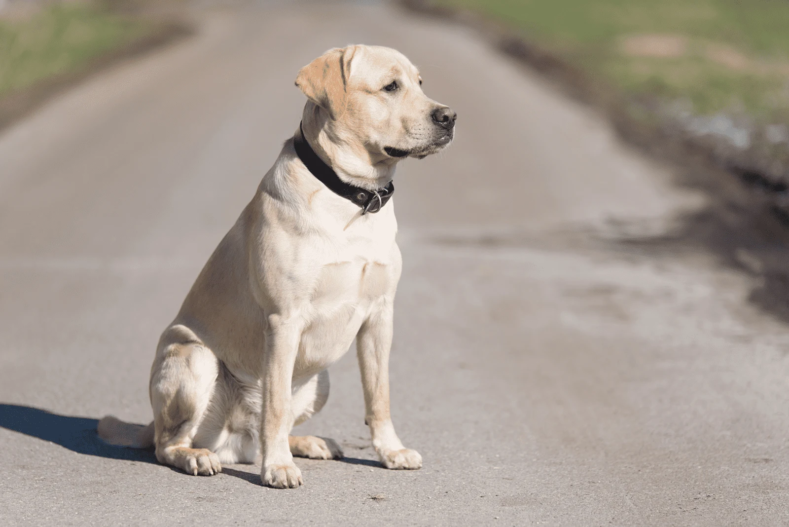 an adorable white labrador sits on the street and looks into the distance