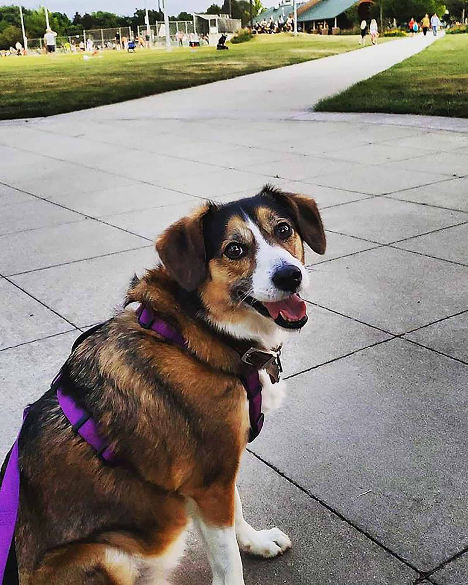 australian shepherd beagle dog on a leash sitting in the park