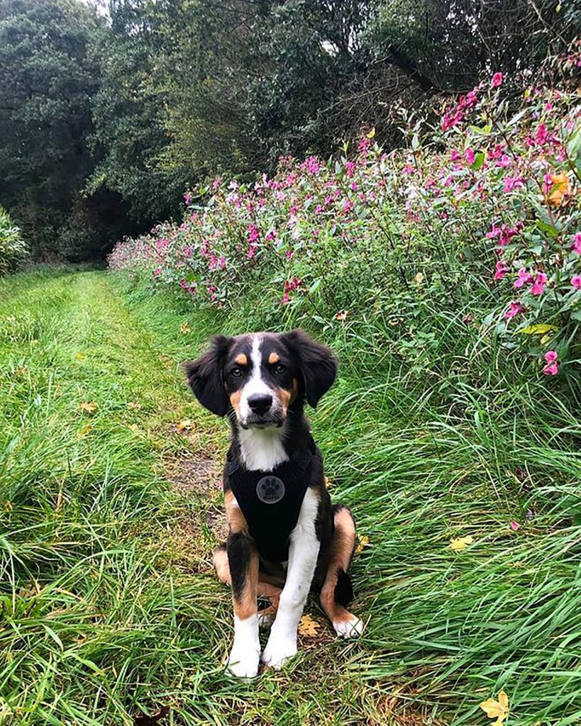 australian shepherd beagle dog sitting on the grass near the flower field