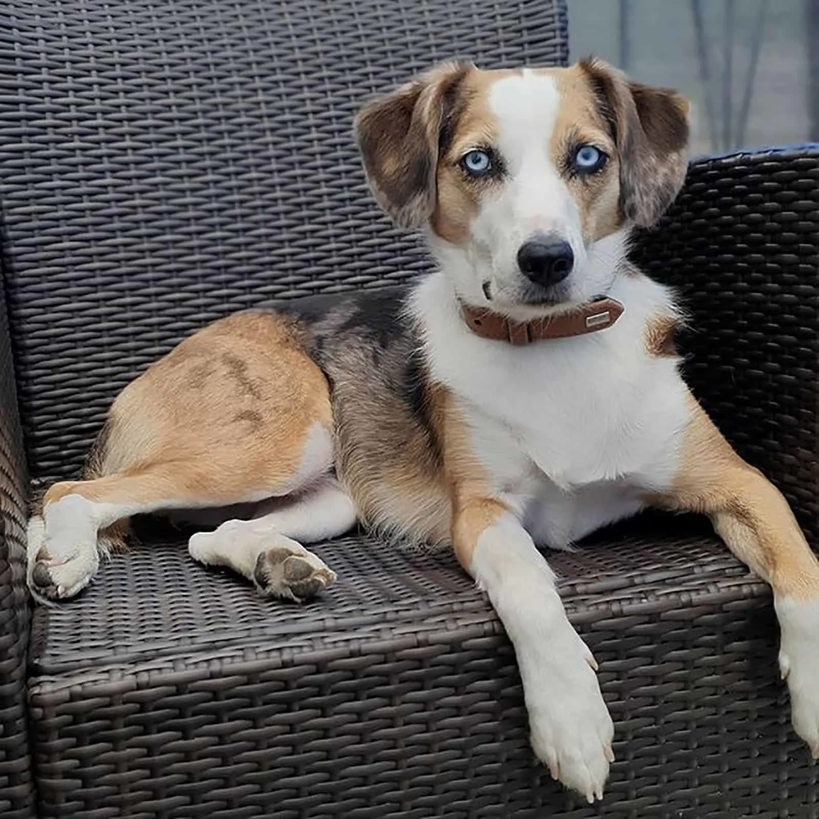 australian shepherd beagle dog sitting on the chair outdoors