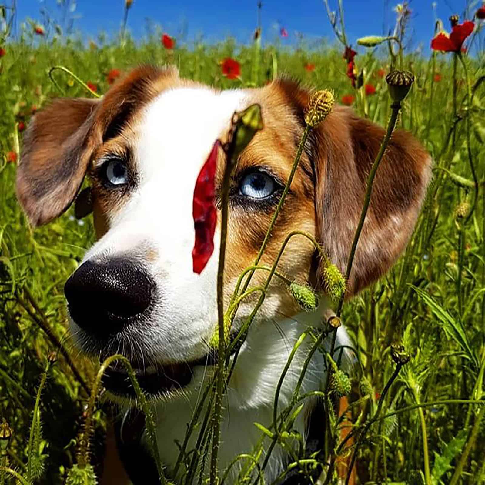 australian shepherd beagle dog in the field