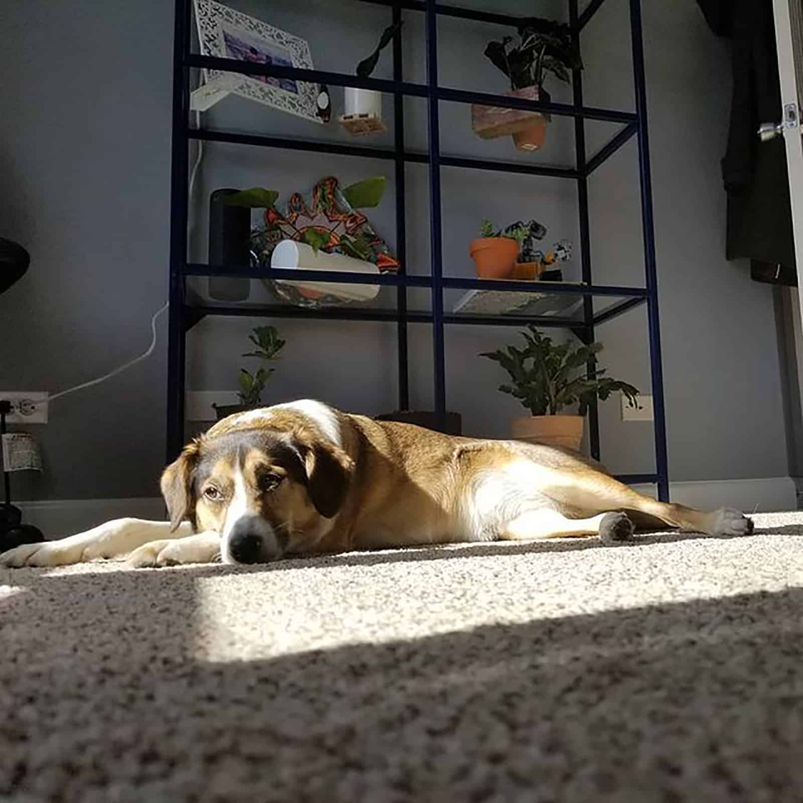 australian shepherd beagle lying down on the carpet