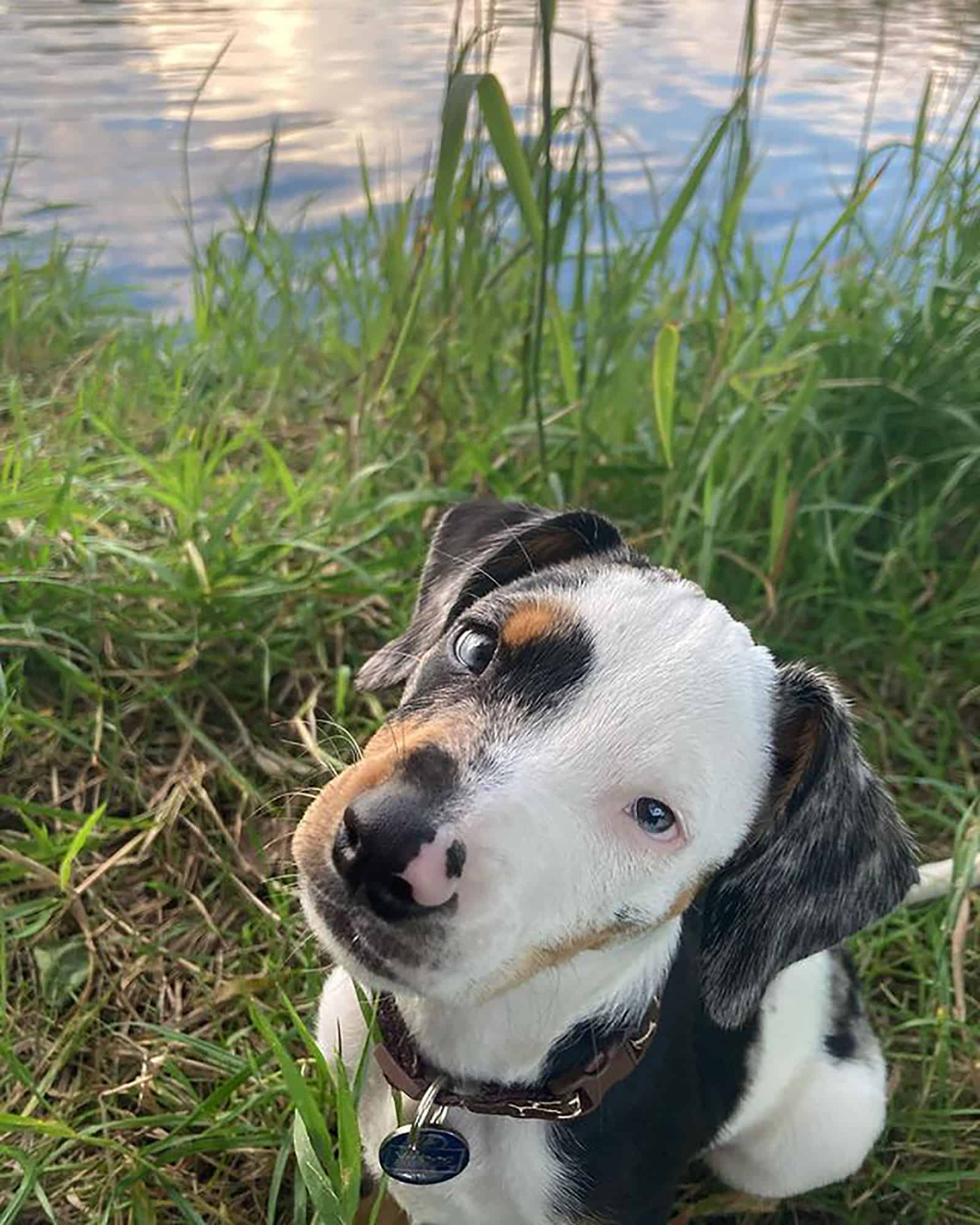 australian shepherd beagle mix looking into camera