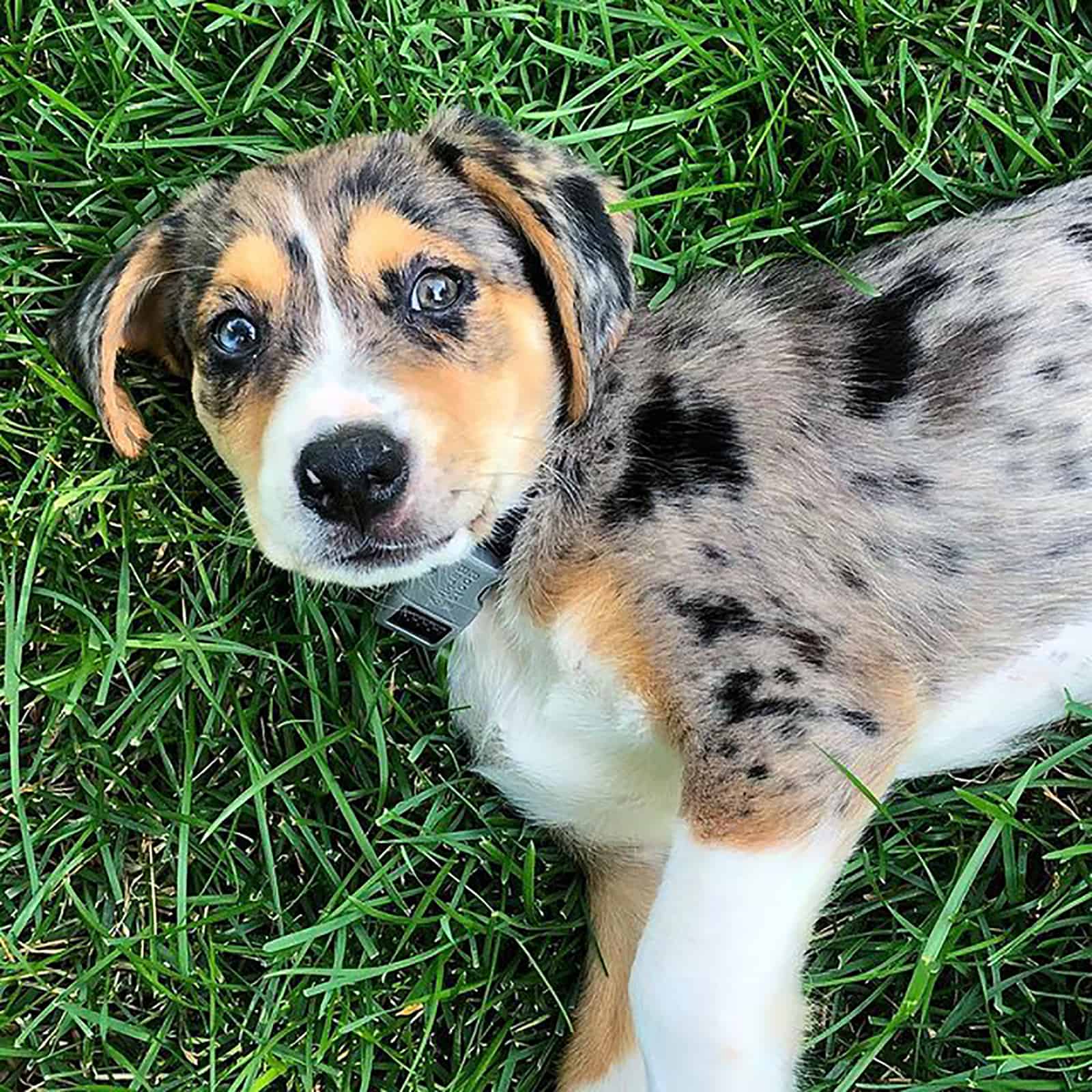 australian shepherd beagle puppy lying in the grass