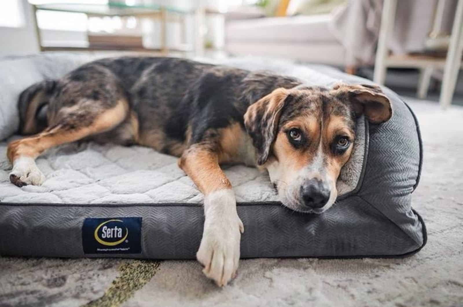 australian shepherd beagle lying in his bed