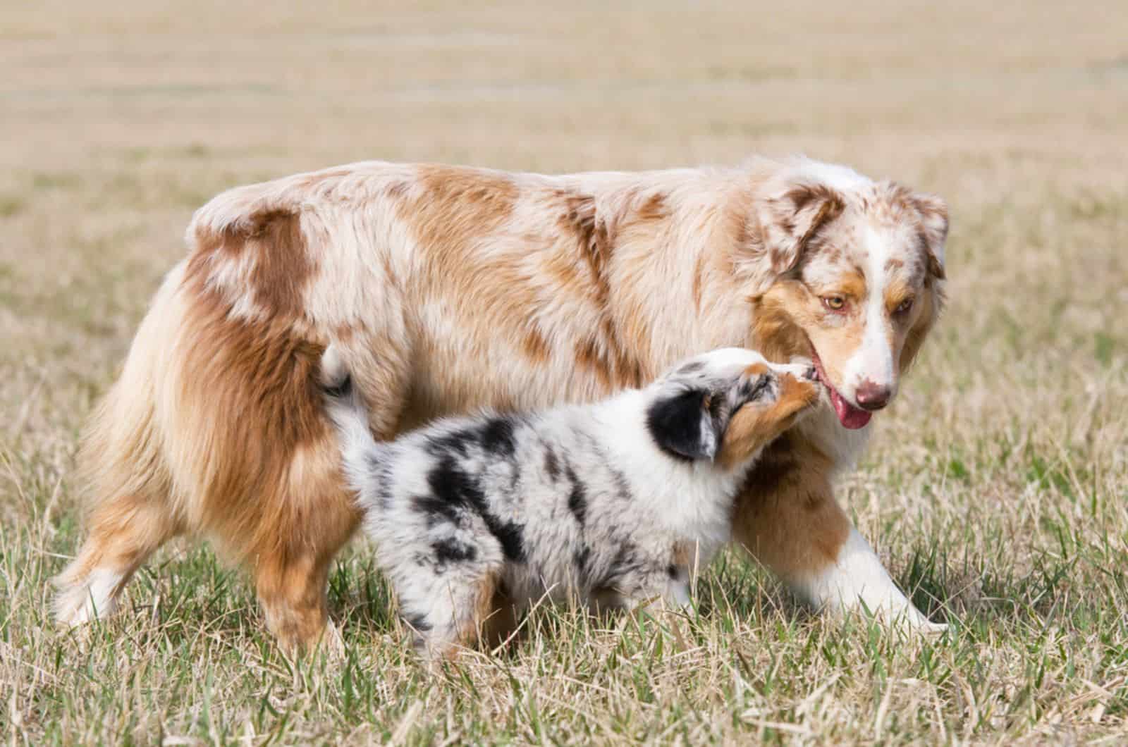 australian shepherd dog and puppy in the field