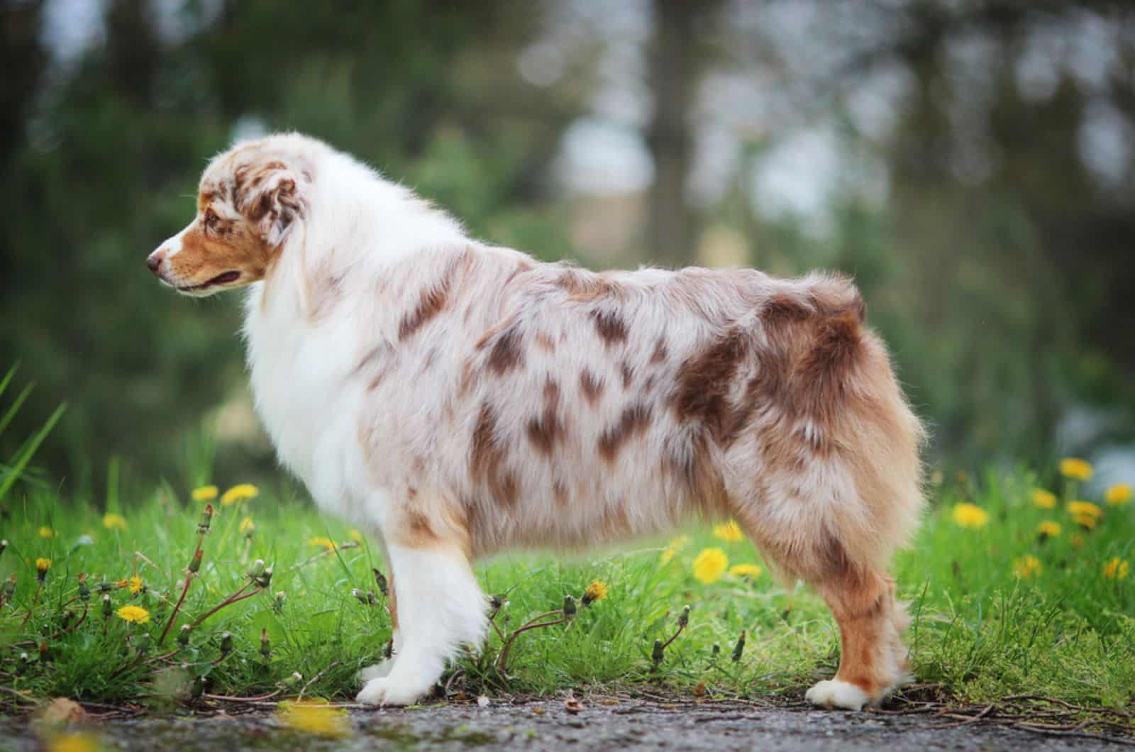 australian shepherd dog standing in nature